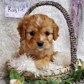 Cuccioli di maltipoo toy 