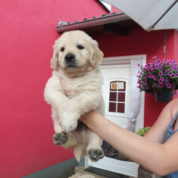 Cuccioli di Golden Retriever 