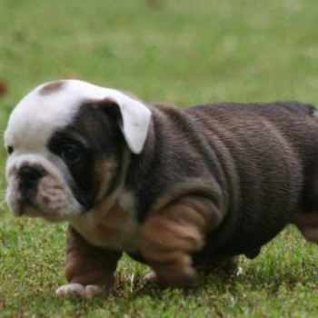 Cuccioli di bulldog inglese 