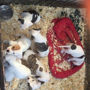 CUccioli di Bulldog Americano per l'adozione gratuita