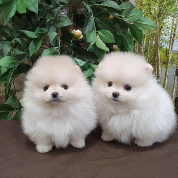 Bellissimi cuccioli di Pomerania per una buona casa