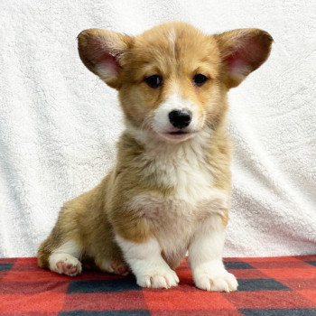 Pembroke Welsh Corgi cuccioli