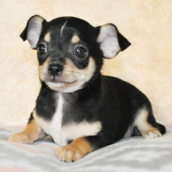 Regalo Chihuahua cuccioli