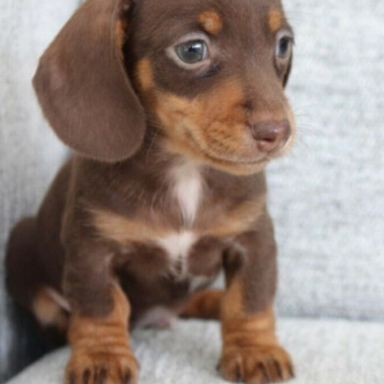 bassotti cuccioli