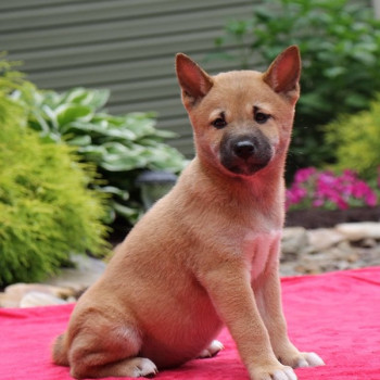 Shiba inu cuccioli