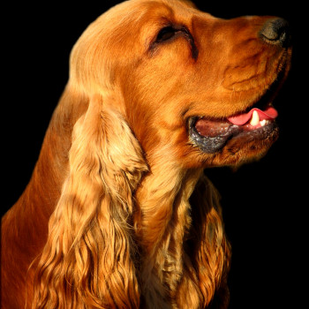 SPLENDIDI COCKER SPANIEL INGLESE