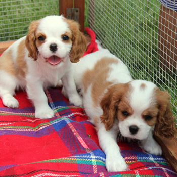 Cuccioli di Cavalier King Charles disponibili per l'adozione.