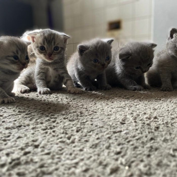 Cuccioli gattini Scottish Fold e Stright