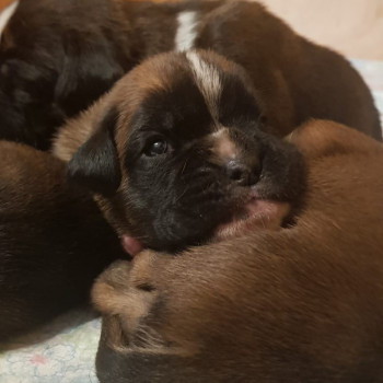 Cuccioli Boxer