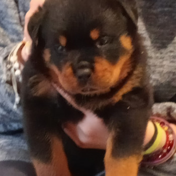 Cuccioli rottweiler 