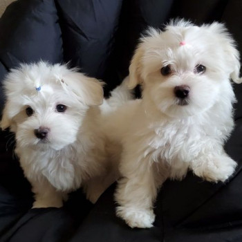 DISPONIBILI CUCCIOLI DI MALTESE TOY