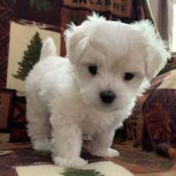 CUCCIOLI DI MALTESE MINI TOY