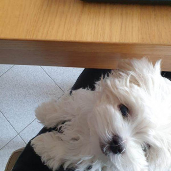 Cuccioli di maltese purissimi 3 mesi