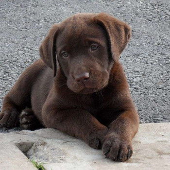 Disponibili tre cuccioli di Labrador Retriever