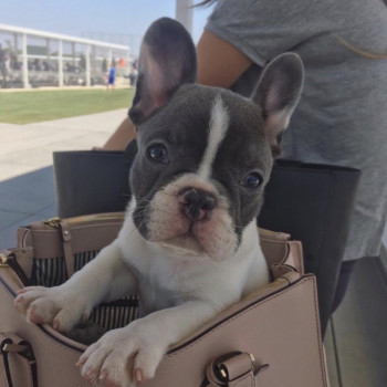 adorabile cucciolo di bulldog francese