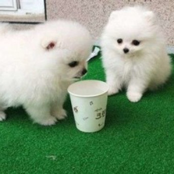 Due fantastici cuccioli di Pomerania