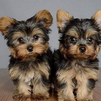 Disponibili fantastici cuccioli di Yorkie