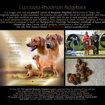 10 Cuccioli Rhodesian Ridgeback pedigree campioni