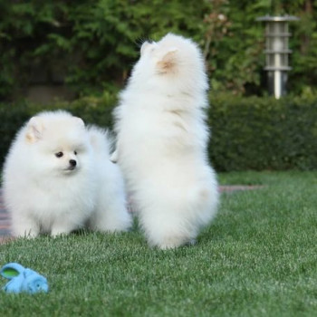 Bellissimi cuccioli di Pomerania per una buona casa