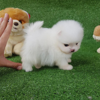 cuccioli di Pomerania per una buona casa