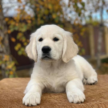 Cuccioli Golden retriever