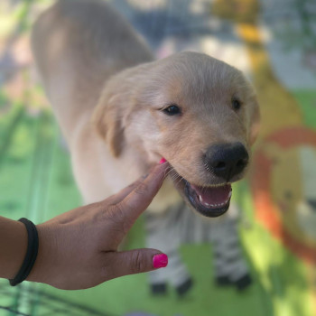 Cuccioli Golden Retriever subito disponibili