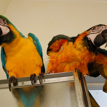 Vendo bellissimi pappagalli parlanti maschi e femmine.