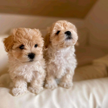 Cuccioli maschio e femmina marrone akc maltipoo in adozione