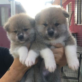 cuccioli akita inu con pedigree