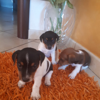 Cuccioli jack russell 