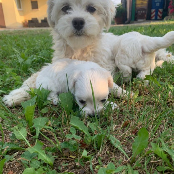 Maltese 