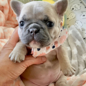 adorabili cuccioli di bulldog francese