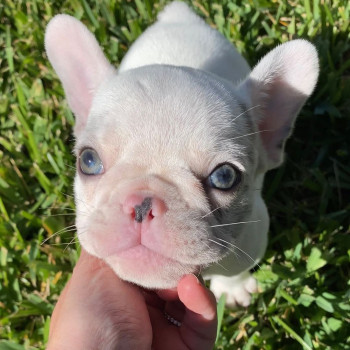 adorabili cuccioli di bulldog francese