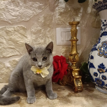 Certosini bellissimi cuccioli privato vende