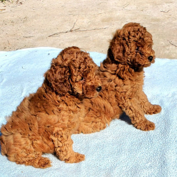 Bellissimi cuccioli di barboncini giocattolo rossi