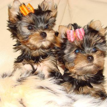 Vendo cuccioli di yorkshire terrier