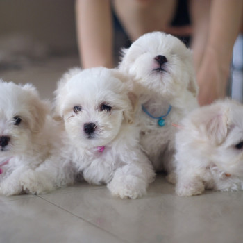 Due  Cuccioli di Maltese Bianco