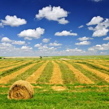 Terreno in vendita a Solesino (Padova)