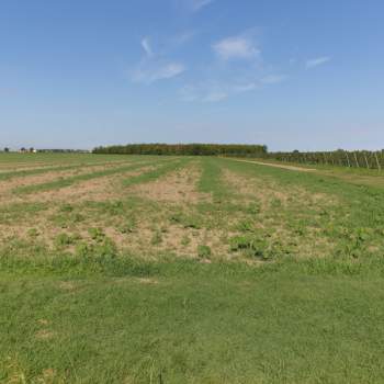 Terreno in vendita a San Prospero (Modena)