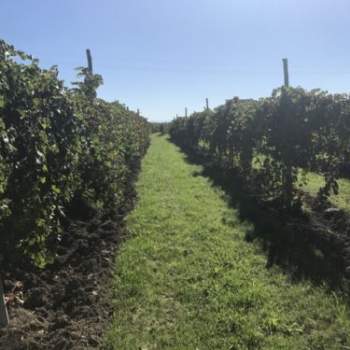 Terreno in vendita a Carpi (Modena)