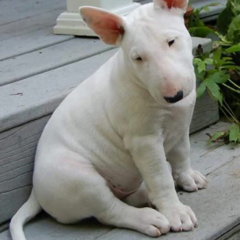 Fantastici cuccioli di Bull terrier per nuove case