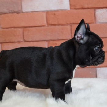 Bellissimi cuccioli di Bulldog francese maschi 