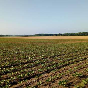 Terreno in vendita a Villa del Conte (Padova)