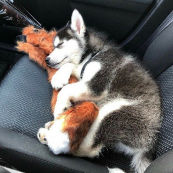 Husky siberiano