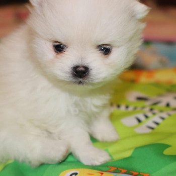 Cucciolo di Pomerania bianco crema