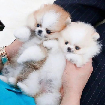 Simpatici cuccioli di Pomerania maschio e femmina disponibili per l'adozione