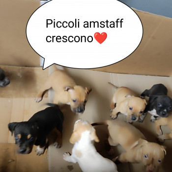 Cuccioli Amstaff/Pittbul 