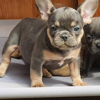 Disponibili, in pronta consegna cucciole di Bouledogue francese di 3 mesi e mezz