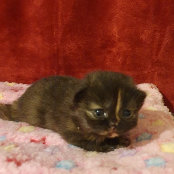 Cuccioli British shorthair 