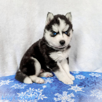 Disponibili bellissimi cuccioli di Husky